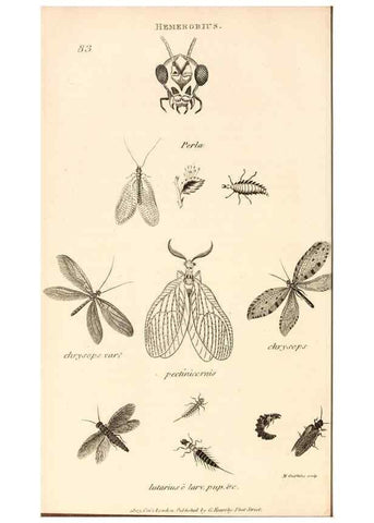 Reproducción/Reproduction 49829858046: General zoology, or Systematic natural history. London,Printed for G. Kearsley,1800-1826.. 