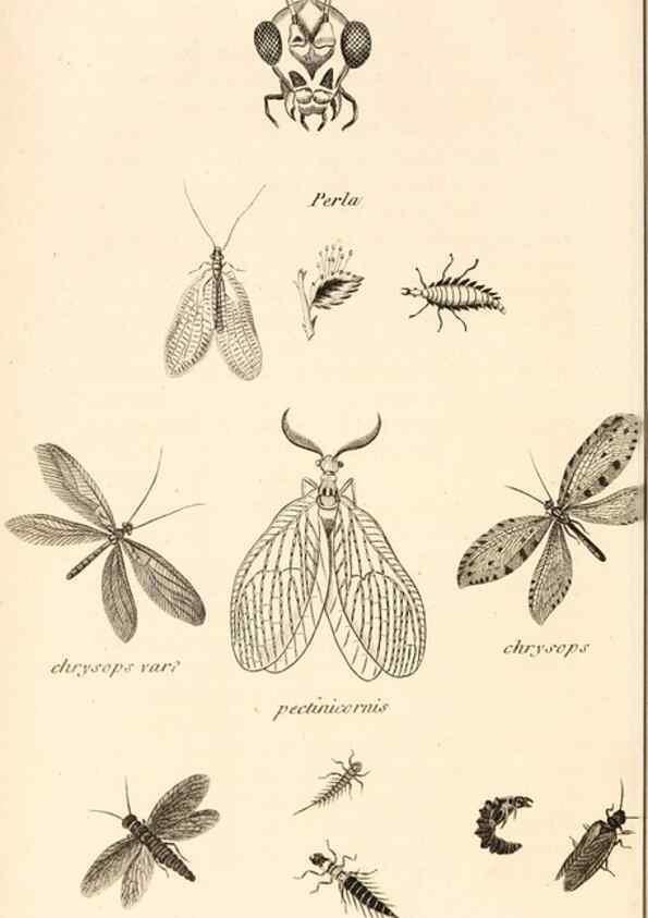Reproducción/Reproduction 49829858046: General zoology, or Systematic natural history. London,Printed for G. Kearsley,1800-1826.. 