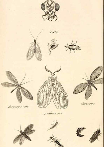 Reproducción/Reproduction 49829858046: General zoology, or Systematic natural history. London,Printed for G. Kearsley,1800-1826.. 