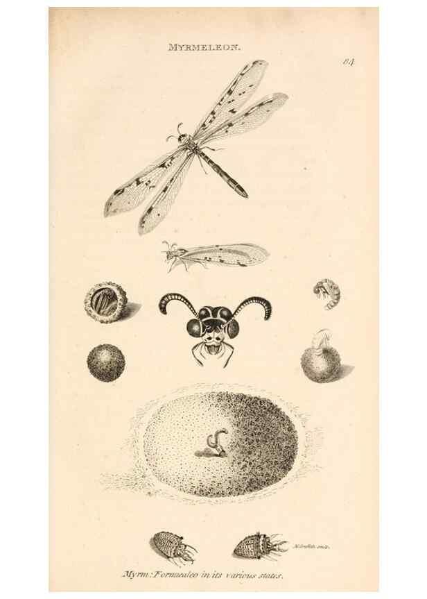 Reproducción/Reproduction 49829858446: General zoology, or Systematic natural history. London,Printed for G. Kearsley,1800-1826.. 