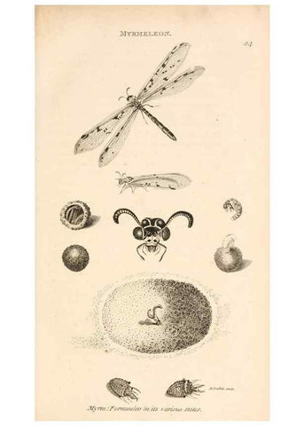 Reproducción/Reproduction 49829858446: General zoology, or Systematic natural history. London,Printed for G. Kearsley,1800-1826.. 