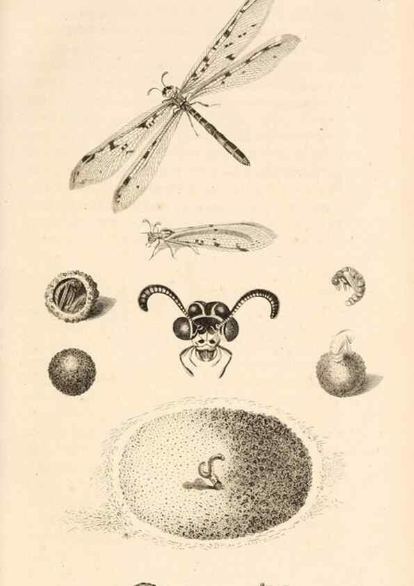 Reproducción/Reproduction 49829858446: General zoology, or Systematic natural history. London,Printed for G. Kearsley,1800-1826.. 