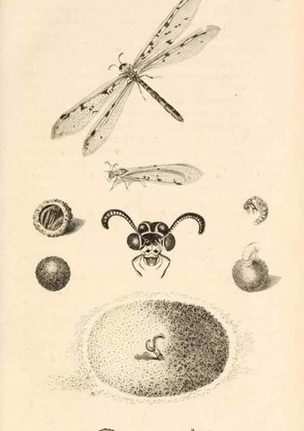Reproducción/Reproduction 49829858446: General zoology, or Systematic natural history. London,Printed for G. Kearsley,1800-1826.. 