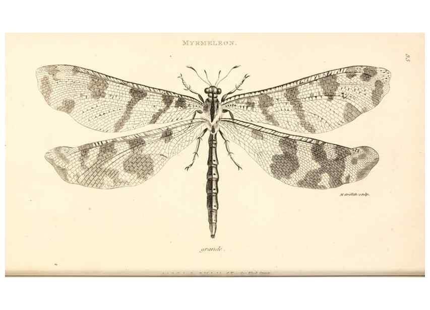 Reproducción/Reproduction 49829858681: General zoology, or Systematic natural history. London,Printed for G. Kearsley,1800-1826.. 