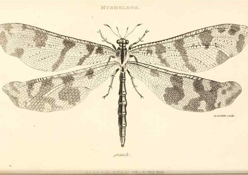 Reproducción/Reproduction 49829858681: General zoology, or Systematic natural history. London,Printed for G. Kearsley,1800-1826.. 