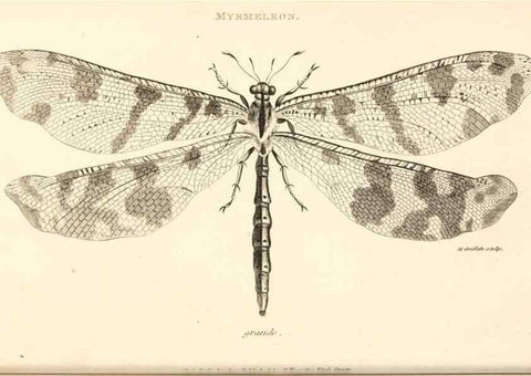 Reproducción/Reproduction 49829858681: General zoology, or Systematic natural history. London,Printed for G. Kearsley,1800-1826.. 