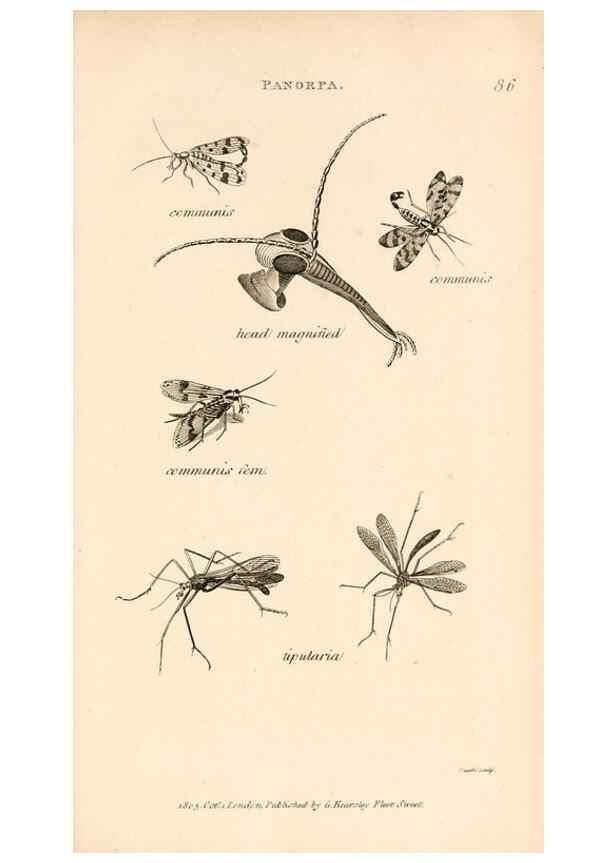 Reproducción/Reproduction 49829859056: General zoology, or Systematic natural history. London,Printed for G. Kearsley,1800-1826.. 