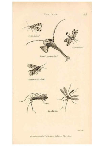 Reproducción/Reproduction 49829859056: General zoology, or Systematic natural history. London,Printed for G. Kearsley,1800-1826.. 