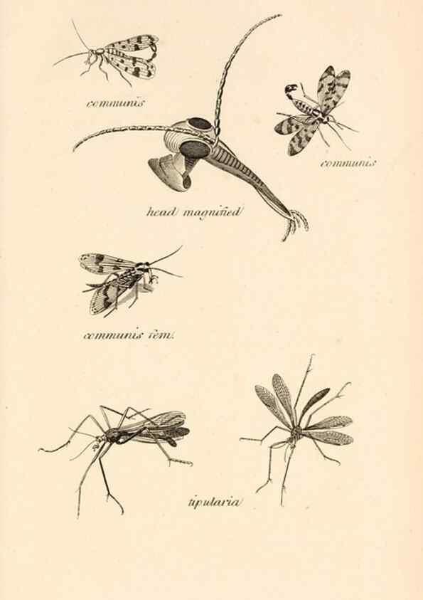 Reproducción/Reproduction 49829859056: General zoology, or Systematic natural history. London,Printed for G. Kearsley,1800-1826.. 
