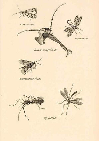 Reproducción/Reproduction 49829859056: General zoology, or Systematic natural history. London,Printed for G. Kearsley,1800-1826.. 
