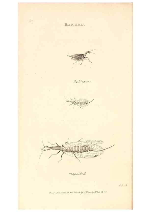 Reproducción/Reproduction 49829329338: General zoology, or Systematic natural history. London,Printed for G. Kearsley,1800-1826.. 