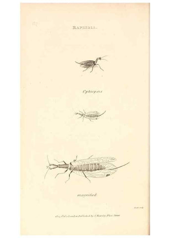 Reproducción/Reproduction 49829329338: General zoology, or Systematic natural history. London,Printed for G. Kearsley,1800-1826.. 