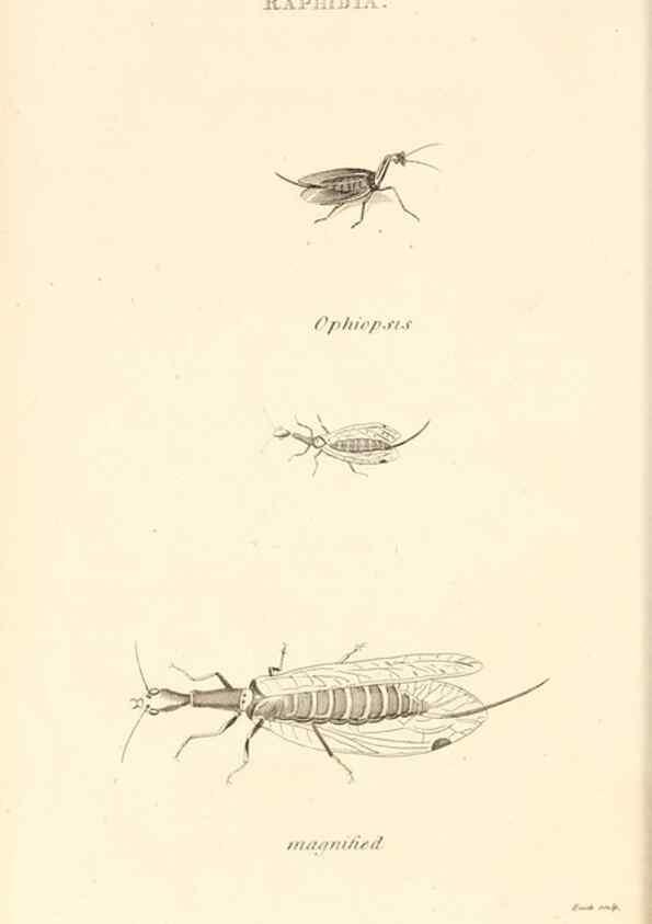Reproducción/Reproduction 49829329338: General zoology, or Systematic natural history. London,Printed for G. Kearsley,1800-1826.. 