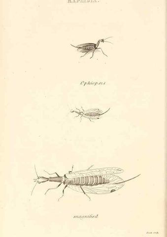 Reproducción/Reproduction 49829329338: General zoology, or Systematic natural history. London,Printed for G. Kearsley,1800-1826.. 
