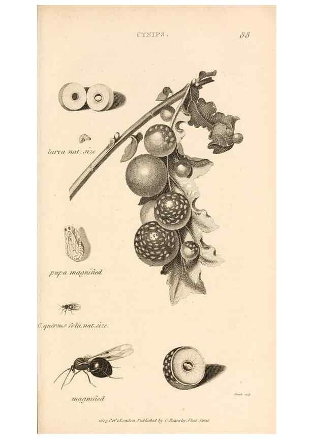 Reproducción/Reproduction 49829859616: General zoology, or Systematic natural history. London,Printed for G. Kearsley,1800-1826.. 