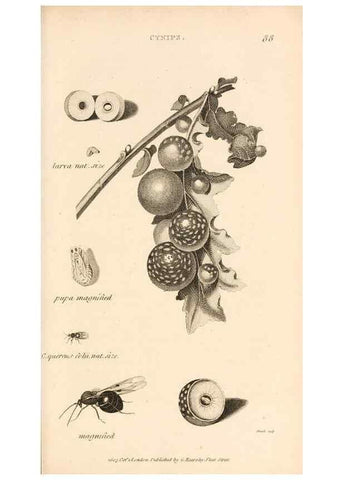 Reproducción/Reproduction 49829859616: General zoology, or Systematic natural history. London,Printed for G. Kearsley,1800-1826.. 