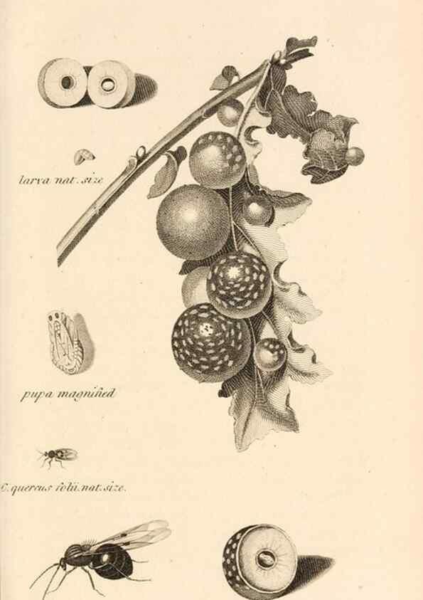 Reproducción/Reproduction 49829859616: General zoology, or Systematic natural history. London,Printed for G. Kearsley,1800-1826.. 
