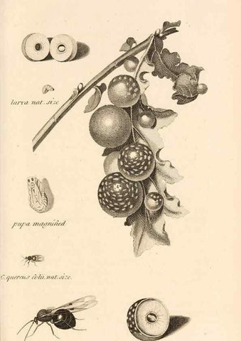 Reproducción/Reproduction 49829859616: General zoology, or Systematic natural history. London,Printed for G. Kearsley,1800-1826.. 