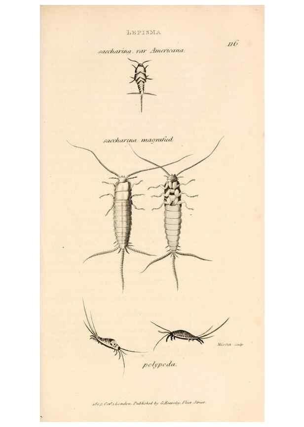 Reproducción/Reproduction 49829339393: General zoology, or Systematic natural history. London,Printed for G. Kearsley,1800-1826.. 