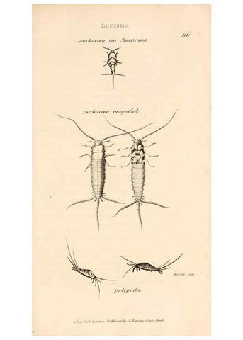 Reproducción/Reproduction 49829339393: General zoology, or Systematic natural history. London,Printed for G. Kearsley,1800-1826.. 