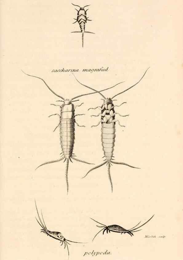 Reproducción/Reproduction 49829339393: General zoology, or Systematic natural history. London,Printed for G. Kearsley,1800-1826.. 