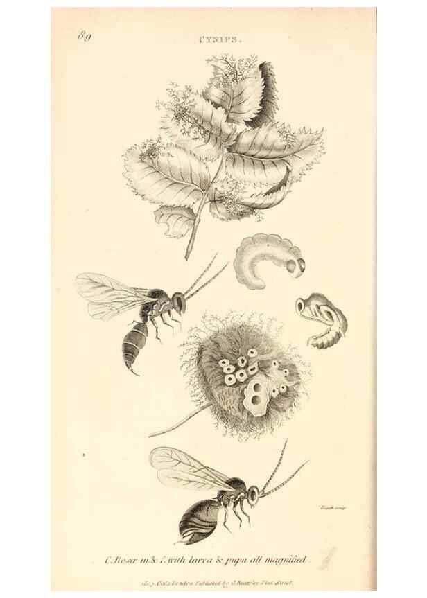 Reproducción/Reproduction 49829329908: General zoology, or Systematic natural history. London,Printed for G. Kearsley,1800-1826.. 