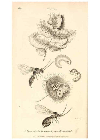 Reproducción/Reproduction 49829329908: General zoology, or Systematic natural history. London,Printed for G. Kearsley,1800-1826.. 