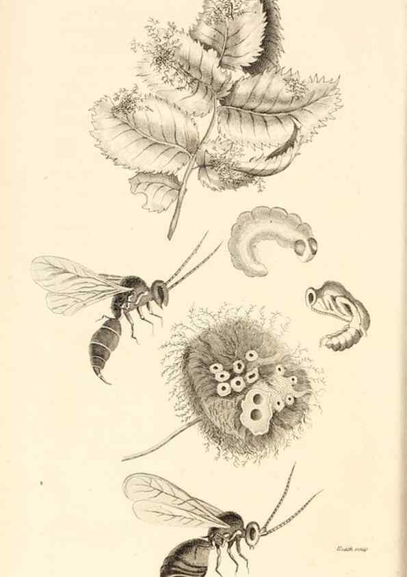 Reproducción/Reproduction 49829329908: General zoology, or Systematic natural history. London,Printed for G. Kearsley,1800-1826.. 