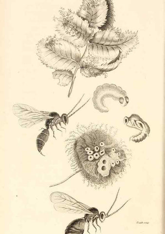 Reproducción/Reproduction 49829329908: General zoology, or Systematic natural history. London,Printed for G. Kearsley,1800-1826.. 