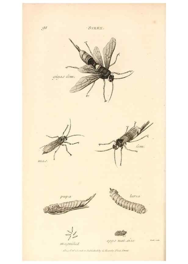 Reproducción/Reproduction 49829860481: General zoology, or Systematic natural history. London,Printed for G. Kearsley,1800-1826.. 