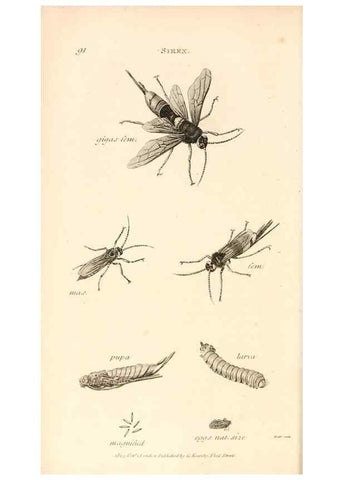 Reproducción/Reproduction 49829860481: General zoology, or Systematic natural history. London,Printed for G. Kearsley,1800-1826.. 