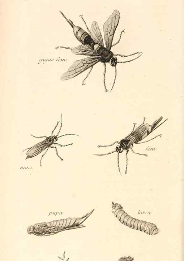 Reproducción/Reproduction 49829860481: General zoology, or Systematic natural history. London,Printed for G. Kearsley,1800-1826.. 