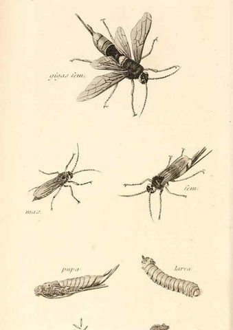 Reproducción/Reproduction 49829860481: General zoology, or Systematic natural history. London,Printed for G. Kearsley,1800-1826.. 