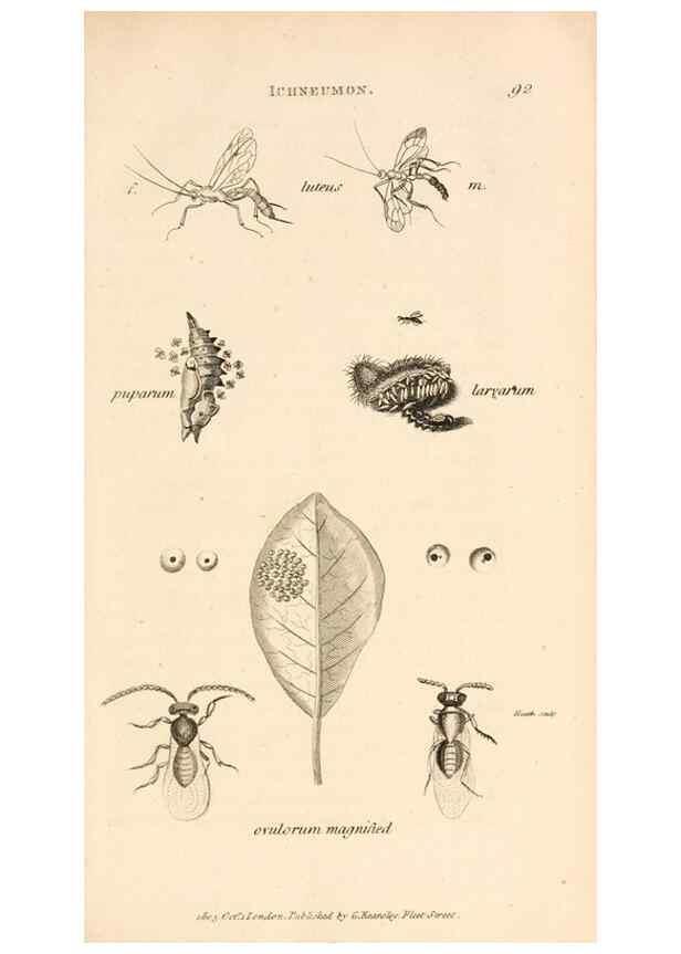 Reproducción/Reproduction 49830169902: General zoology, or Systematic natural history. London,Printed for G. Kearsley,1800-1826.. 