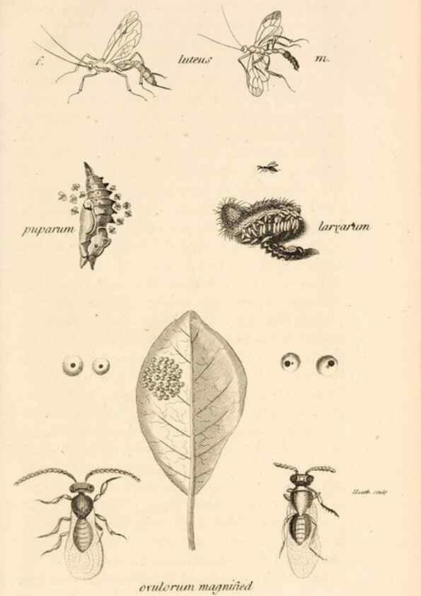 Reproducción/Reproduction 49830169902: General zoology, or Systematic natural history. London,Printed for G. Kearsley,1800-1826.. 