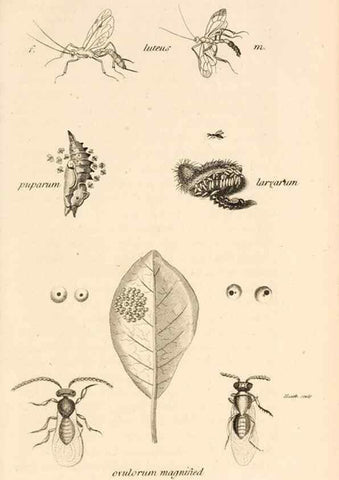 Reproducción/Reproduction 49830169902: General zoology, or Systematic natural history. London,Printed for G. Kearsley,1800-1826.. 