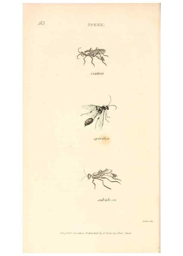 Reproducción/Reproduction 49829861181: General zoology, or Systematic natural history. London,Printed for G. Kearsley,1800-1826.. 