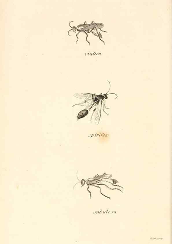 Reproducción/Reproduction 49829861181: General zoology, or Systematic natural history. London,Printed for G. Kearsley,1800-1826.. 
