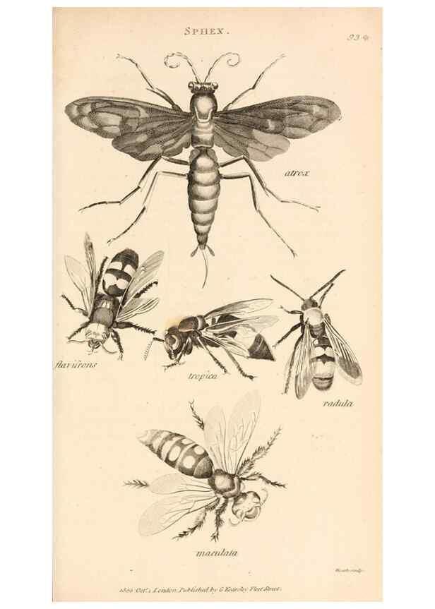 Reproducción/Reproduction 49829861486: General zoology, or Systematic natural history. London,Printed for G. Kearsley,1800-1826.. 