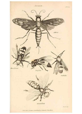 Reproducción/Reproduction 49829861486: General zoology, or Systematic natural history. London,Printed for G. Kearsley,1800-1826.. 