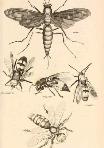 Reproducción/Reproduction 49829861486: General zoology, or Systematic natural history. London,Printed for G. Kearsley,1800-1826.. 