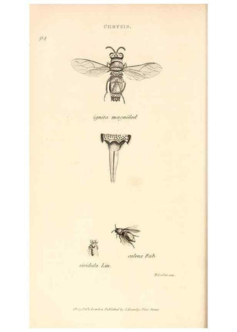 Reproducción/Reproduction 49829861746: General zoology, or Systematic natural history. London,Printed for G. Kearsley,1800-1826.. 