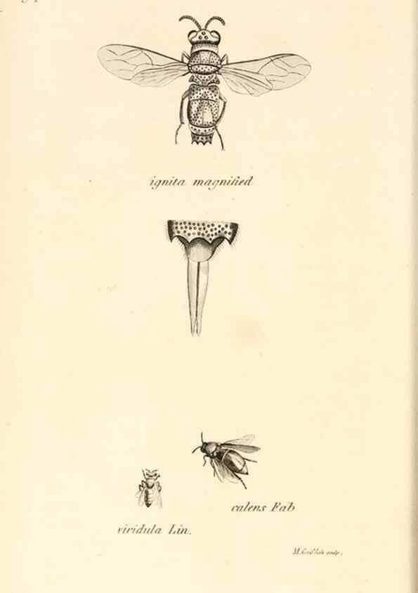 Reproducción/Reproduction 49829861746: General zoology, or Systematic natural history. London,Printed for G. Kearsley,1800-1826.. 