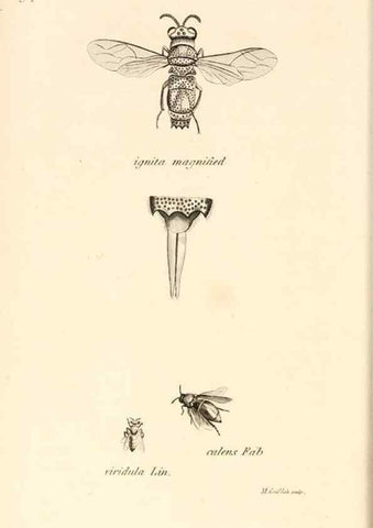Reproducción/Reproduction 49829861746: General zoology, or Systematic natural history. London,Printed for G. Kearsley,1800-1826.. 