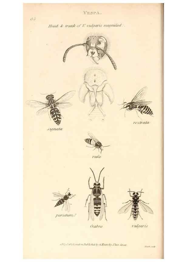 Reproducción/Reproduction 49829331793: General zoology, or Systematic natural history. London,Printed for G. Kearsley,1800-1826.. 