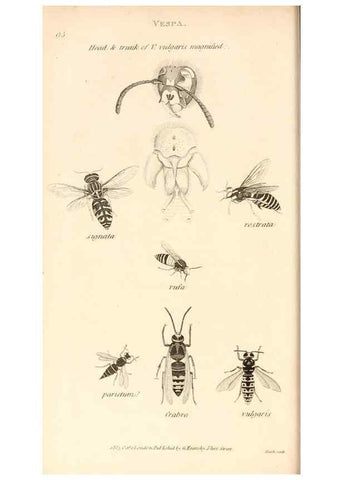 Reproducción/Reproduction 49829331793: General zoology, or Systematic natural history. London,Printed for G. Kearsley,1800-1826.. 