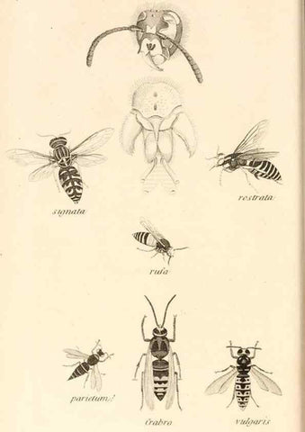 Reproducción/Reproduction 49829331793: General zoology, or Systematic natural history. London,Printed for G. Kearsley,1800-1826.. 