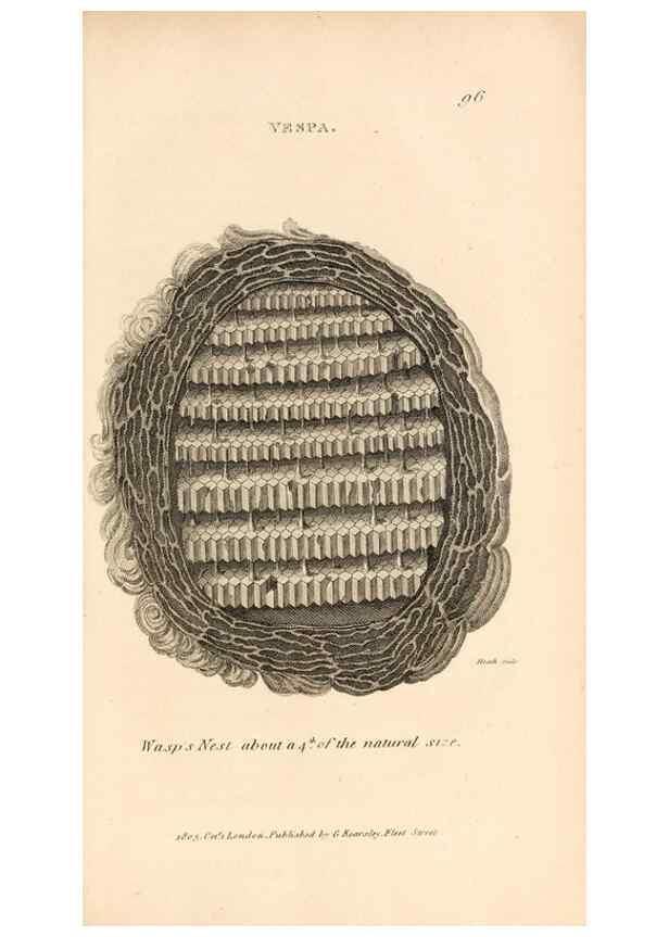 Reproducción/Reproduction 49829332308: General zoology, or Systematic natural history. London,Printed for G. Kearsley,1800-1826.. 