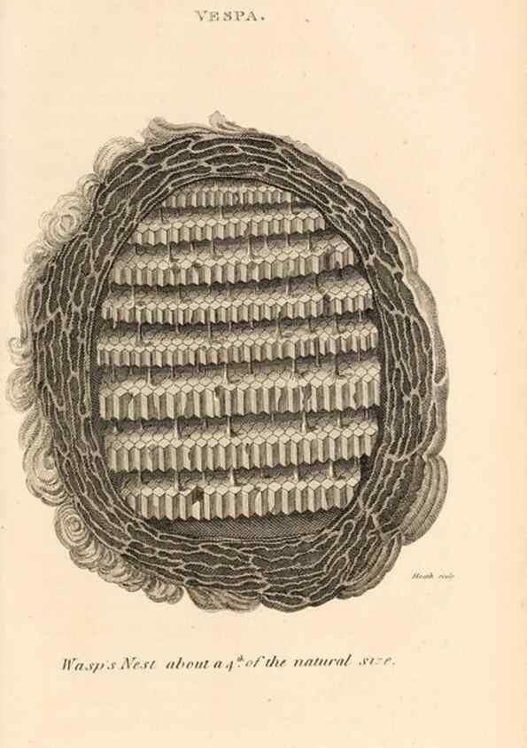 Reproducción/Reproduction 49829332308: General zoology, or Systematic natural history. London,Printed for G. Kearsley,1800-1826.. 