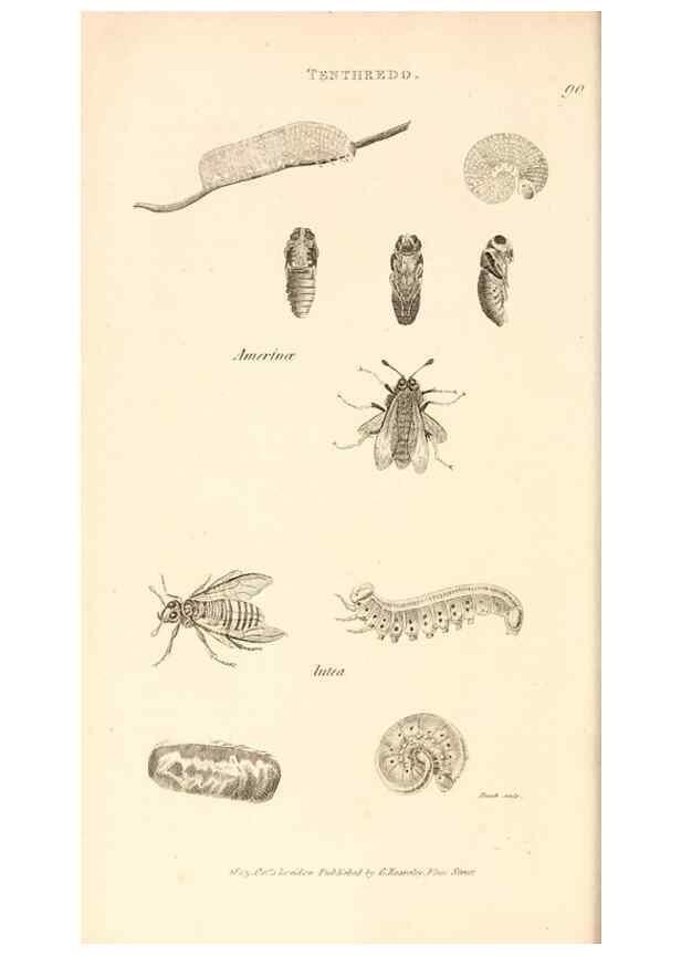 Reproducción/Reproduction 49829860266: General zoology, or Systematic natural history. London,Printed for G. Kearsley,1800-1826.. 